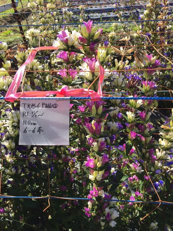 ファイア＆アイス