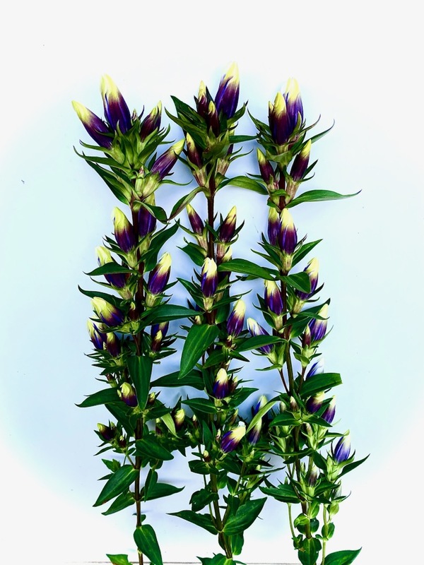 サラマンダーＥ