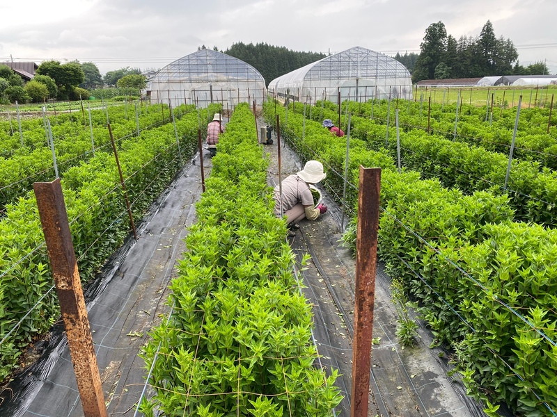 間引き「ブルーオブジェ」