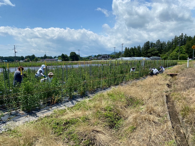 7月［T&Gバイオナーサリー］