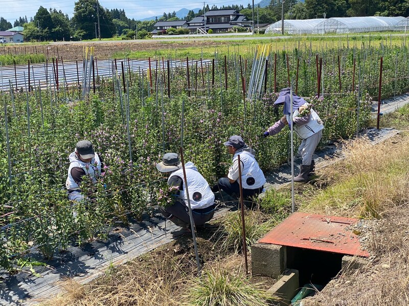 品種改良レンブ　挿し木苗「香水」 品種改良レンブ 挿し木苗「香水」 人気 商品 通販フラワー