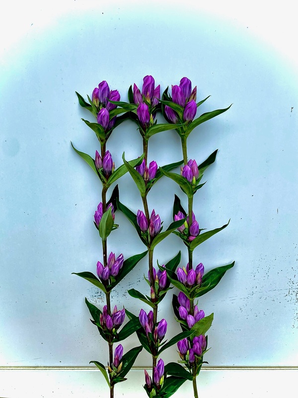 シャンティ通常