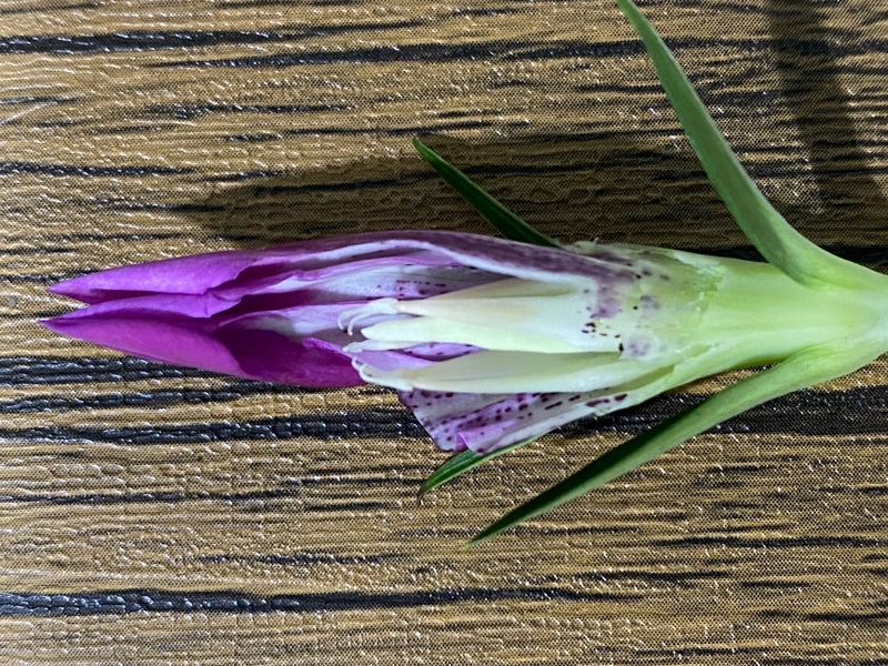 ルビーⅡ雄性不稔