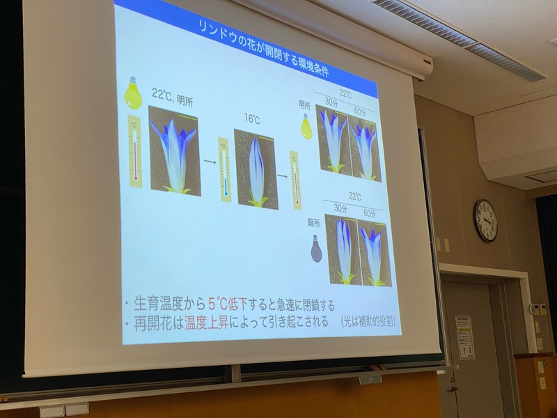 りんどうの開閉