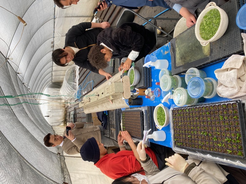 ドラゴンフラワー1