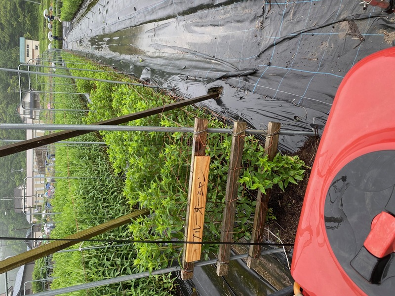 ブルーオーシャン