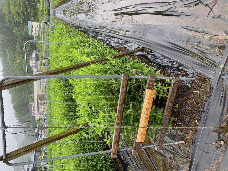 ブルーハーモニー2