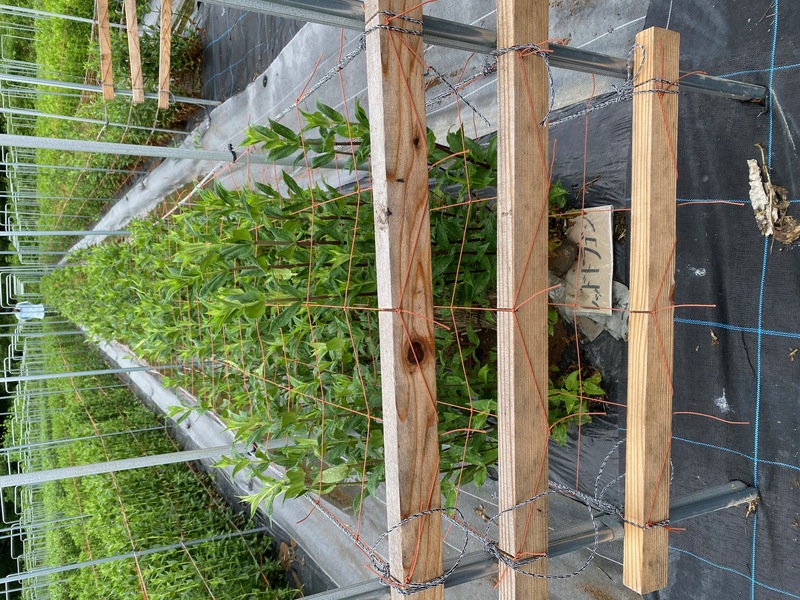 レッドドラゴン