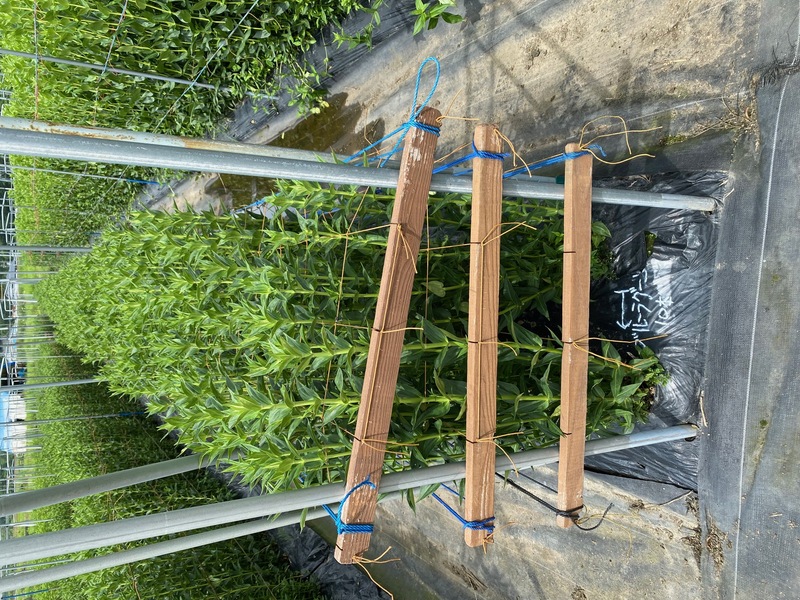 7月［T&Gバイオナーサリー］