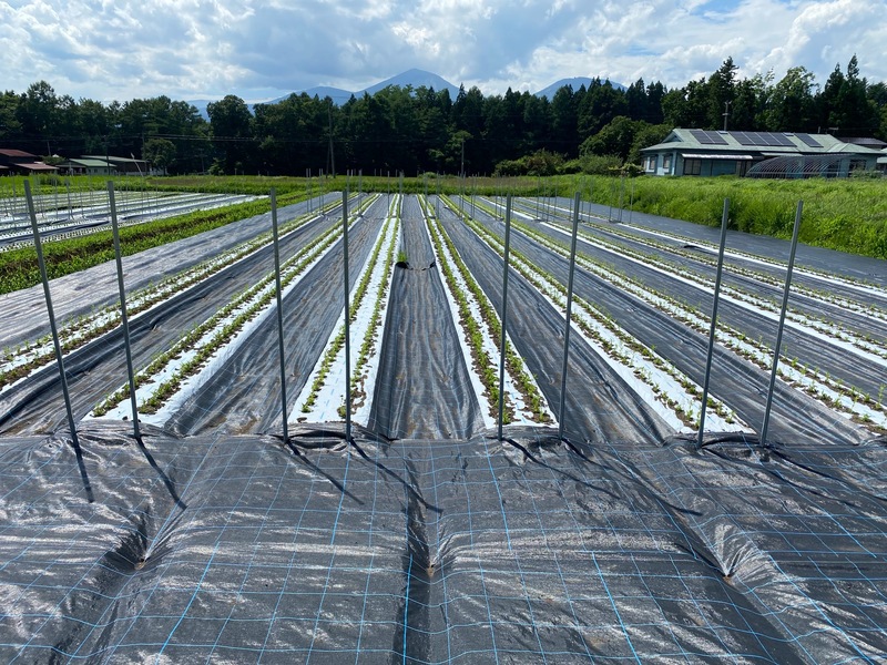 7月［T&Gバイオナーサリー］