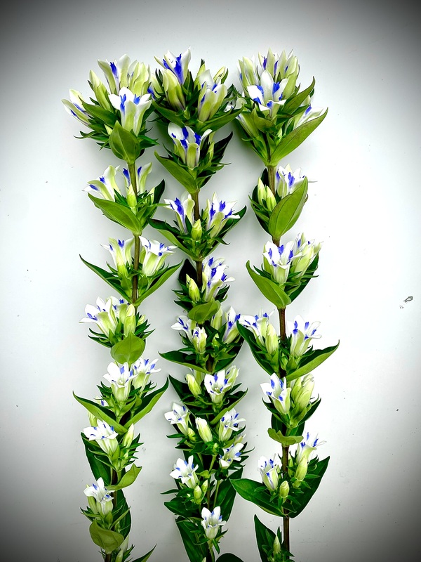 ホワイトリバー0