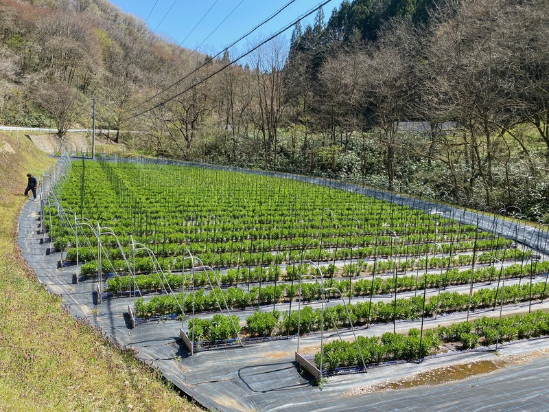 二戸圃場