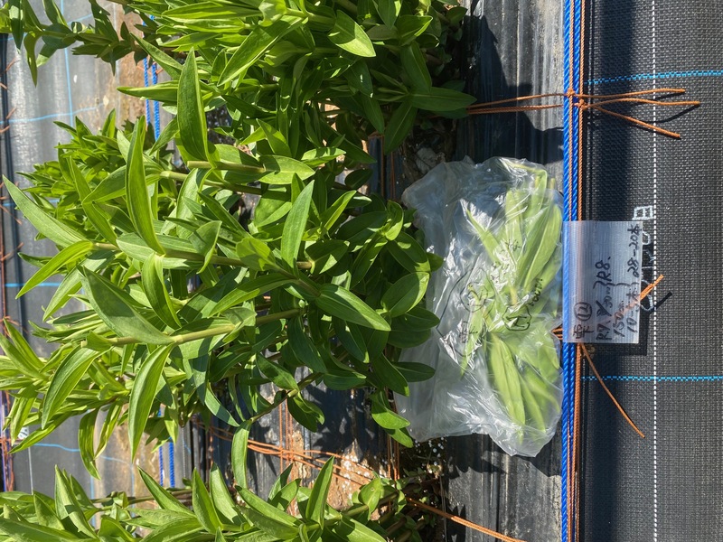 12圃場